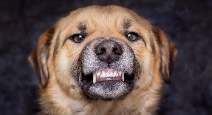 When You Should Sue Over Dog Bite Injuries